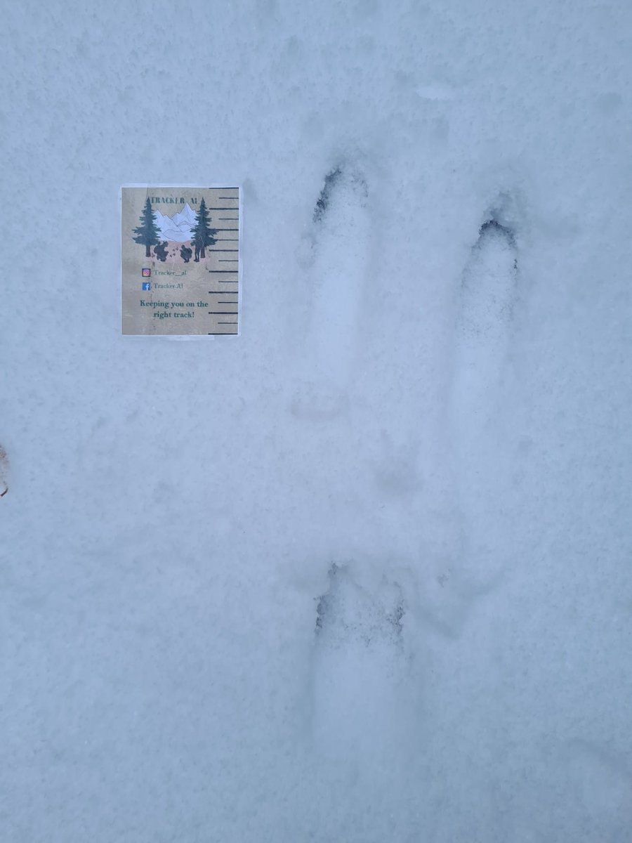 Alastair H-R | Tracker Al tweet media