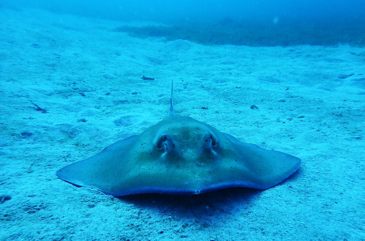 CokiDiveCenter's tweet photo. Southern Stingray Sunday with Coki Dive!

#USVI https://t.co/tmKeqEe3BG