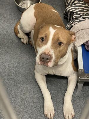 HollywoodDogs's tweet image. Weda, a 2-year-old American Staffordshire Terrier mix at an overcrowded shelter in #SanAntonio, #TX, is in IMMEDIATE need of adoption, a foster home, or rescue adoptapet.com/pet/36706094-s… #URGENT #AdoptableDogofDay 🐶