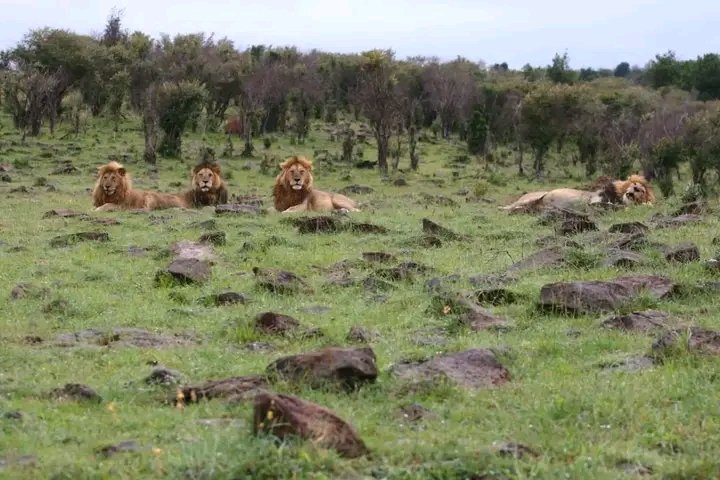 Inselberg boys the 4 brothers together at mara triangle - Kenya
#exploreafrica
#wildlife 
#wildlifelovers
#wildlifephotography
#africantourism 
Website: perfectpathfindersafaris.com