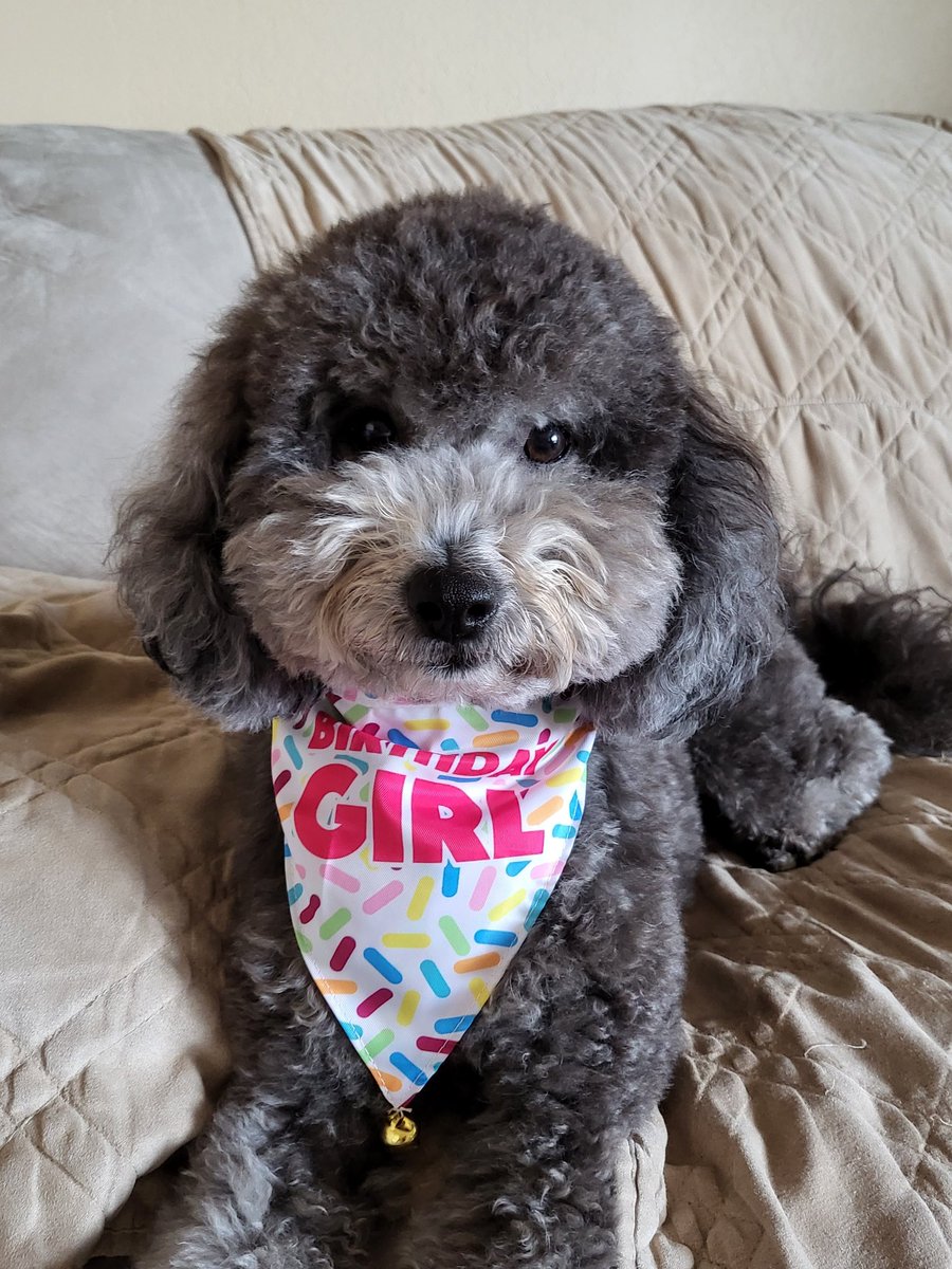 jeweljd99's tweet photo. It's my birthday!!! I'm 2. ~ Lolli 🐾 https://t.co/B2Qwtz0IiW