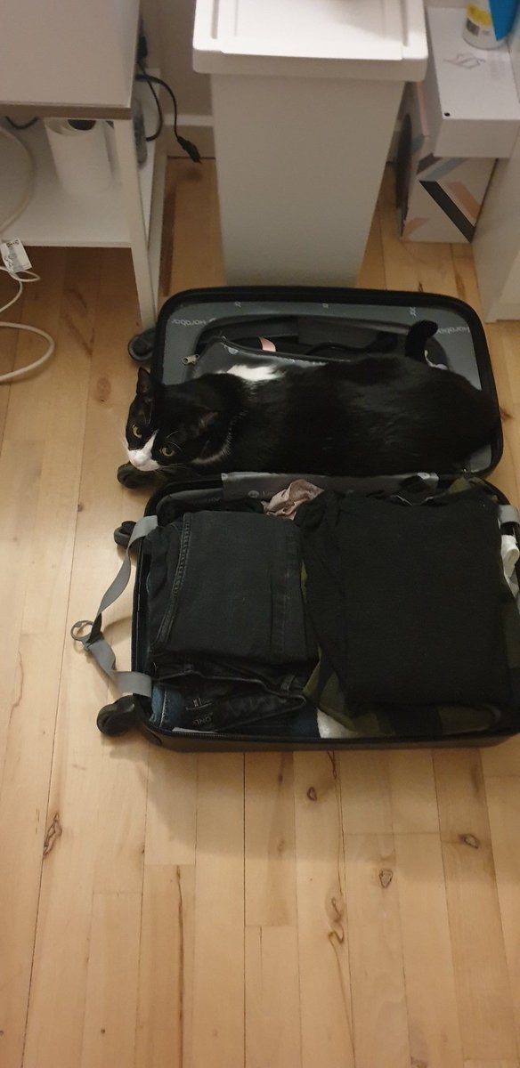 4noschan's tweet image. "Don't go away" in cat language: #CatsOfTwitter #catlanguage #CuteCats