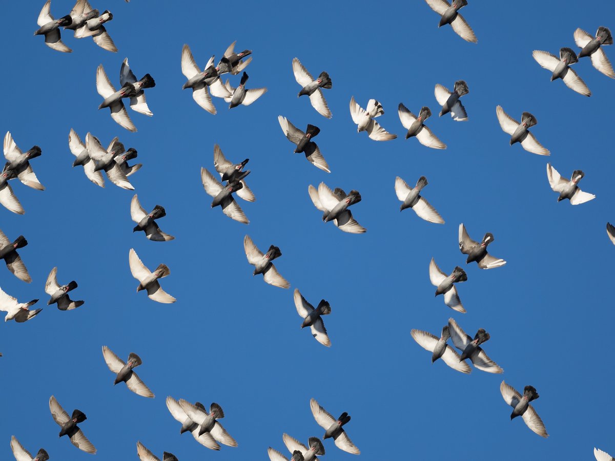 chirpsofnewyork's tweet photo. A flock of rock pigeons flying in unison, seen yesterday west of the tennis courts, Central Park #birdcpp https://t.co/qEtuvHAtqz