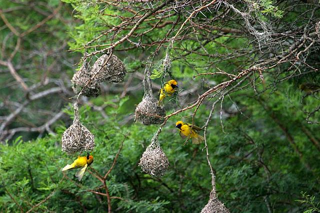 RealGoofyy's tweet photo. @gunsnrosesgirl3 I was able to find this. A tree full of Weavers, near East London, SA https://t.co/5rYIYRuHQm