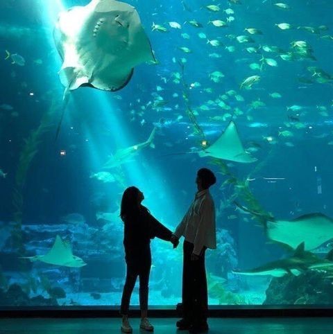 raraluvs's tweet image. aquarium dates ♡