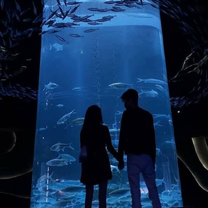 raraluvs's tweet image. aquarium dates ♡