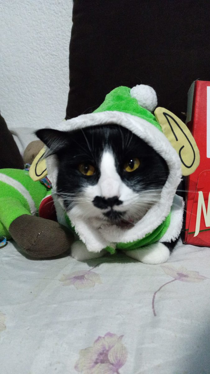 cat_rasmus's tweet photo. Happy chrismas My Friends ☃️☃️☃️❄️❄️🎄#Catsoftwitter #SundayMorning https://t.co/Z5bkUpPQ0J