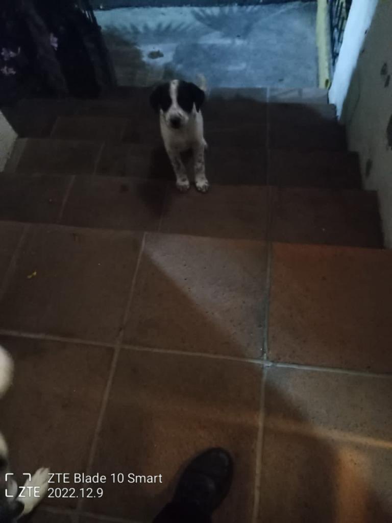 lorealombana's tweet photo. Me acaban de contar que Apolo tiene un amigo que lo espera todos los días a las 5am para acompañarlo en su paseo 🥺🥺!! Vean como lo espera en la escalerita!!!🥺 https://t.co/vEhnRvpeaW