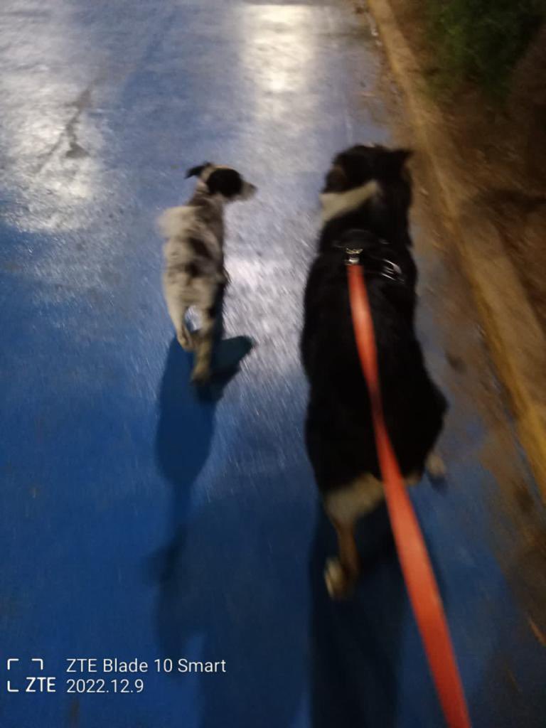 lorealombana's tweet photo. Me acaban de contar que Apolo tiene un amigo que lo espera todos los días a las 5am para acompañarlo en su paseo 🥺🥺!! Vean como lo espera en la escalerita!!!🥺 https://t.co/vEhnRvpeaW