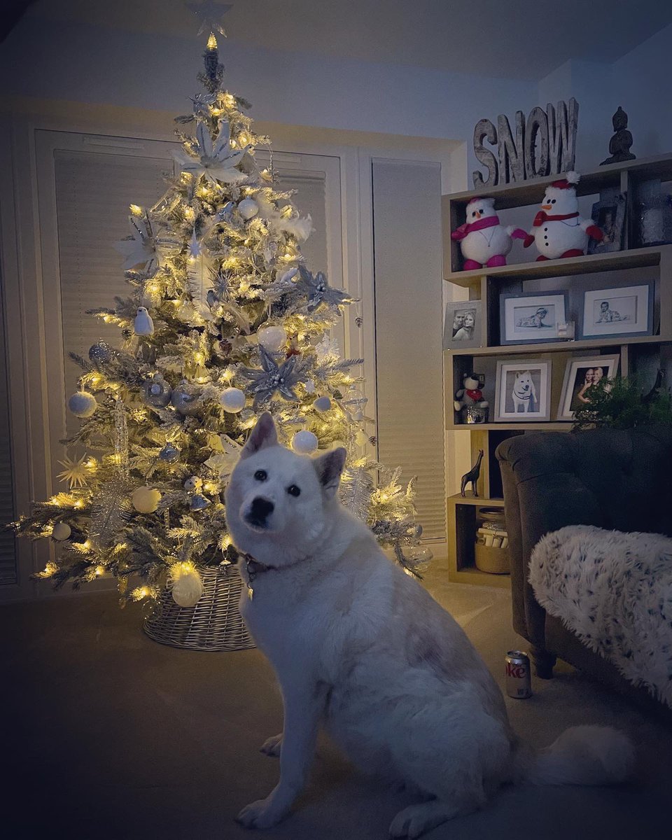 DSandy09's tweet image. Finally beginning to get into the festive spirit! #ChristmasCountdown #TreeDecor #Christmas 🎄🥰🐶💕