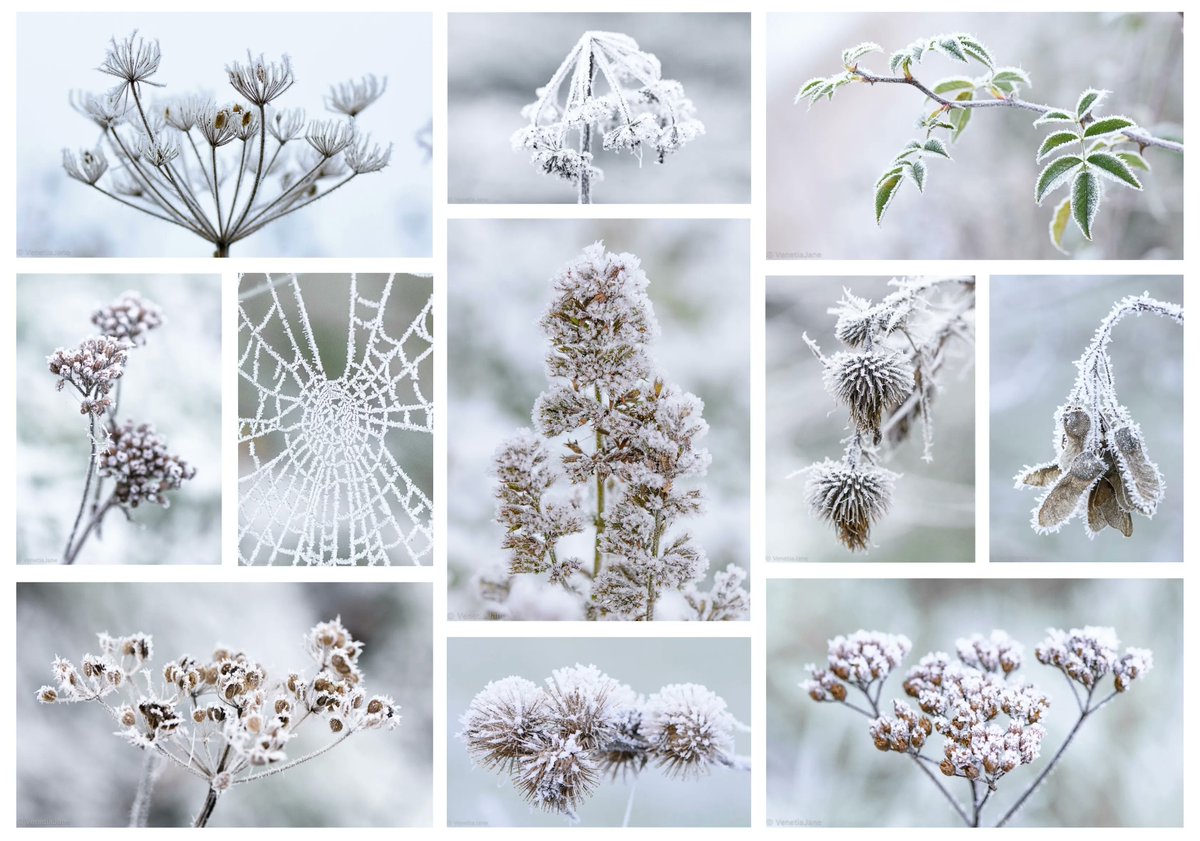 VenetiaJane's Garden tweet media