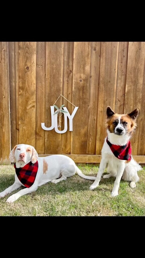 Libbylowrider's tweet photo. When Libby is not in the mood. https://t.co/tKyEJLPnwy https://t.co/BgtKPSiTCQ