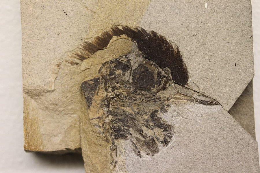 FossilBonanza's tweet photo. This week we are looking at the Early Eocene Fur Formation in Denmark. This remarkable site yields a bevy of well preserved animals sometimes in 3D. Its most notable fossils are its fantastic birds with feather preservation.
#FurWeek #paleontology
https://t.co/bpymbwxSMX https://t.co/bdQS33S0x8