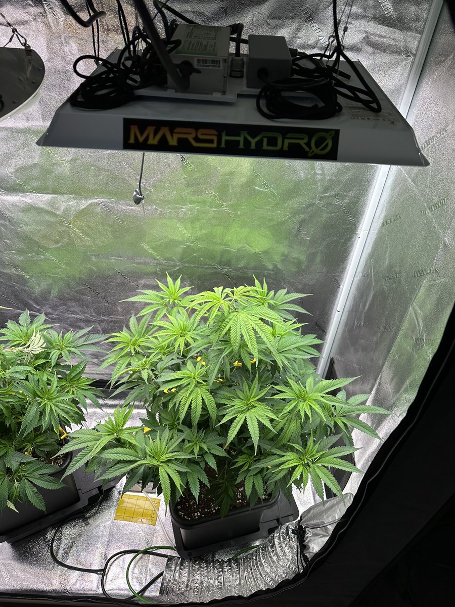 Day65, LST with the #BudClips from #Budtrainer
#AnimalGelato from #quebeccannabisseed 2’x4’x5’ #Vivosun tent, 15L #AutoPots with airdromes, #AdonisLivingsoil, #Dynomyco,#miim , #Marshydro #TS1000 grow light.
#marshydrots1000
@marshydro_global
@marshydroled_amazon
@coco_pan202202