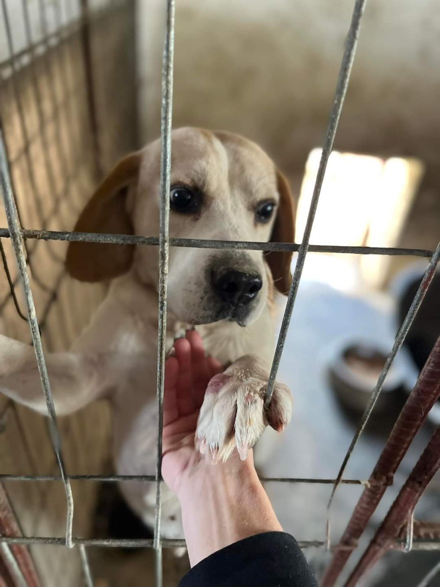 Paws2RescueUK's tweet photo. From life on a chain, he was dumped at the public shelter to die. Meet Eros, one of our Christmas miracles, tonight safe and warm in a foster home in Romania ❤️ https://t.co/s6jCQWaFbK