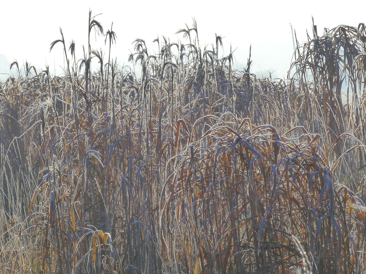 IreneBoston2's tweet photo. And of course it all got a bit arty farty.
#RoydonCommon @NorfolkWT https://t.co/2iYv4PP2pX