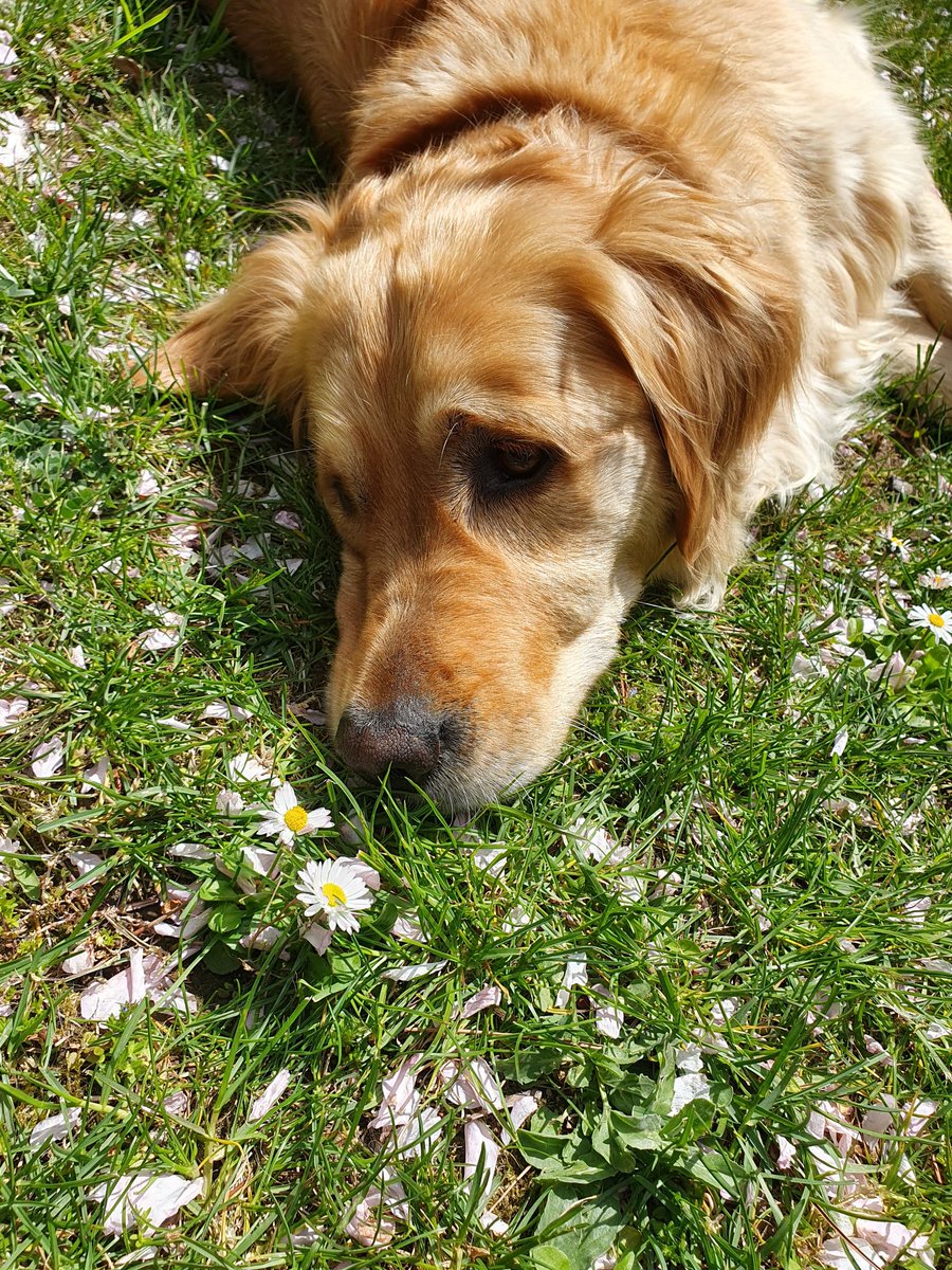 Spring dreaming.
#retrieveraddiction #goldenretrieverlife  #goldenretriever #goldenretrieverdaily #retrieversgram #goldenretrieversrule #retriever_lovers #retrievers #dogstagram #dogoftheday #goldenretrieverdog #retrievergram #retrieverlife #retrieveroftheday @HerrMausZ @DrBausZ