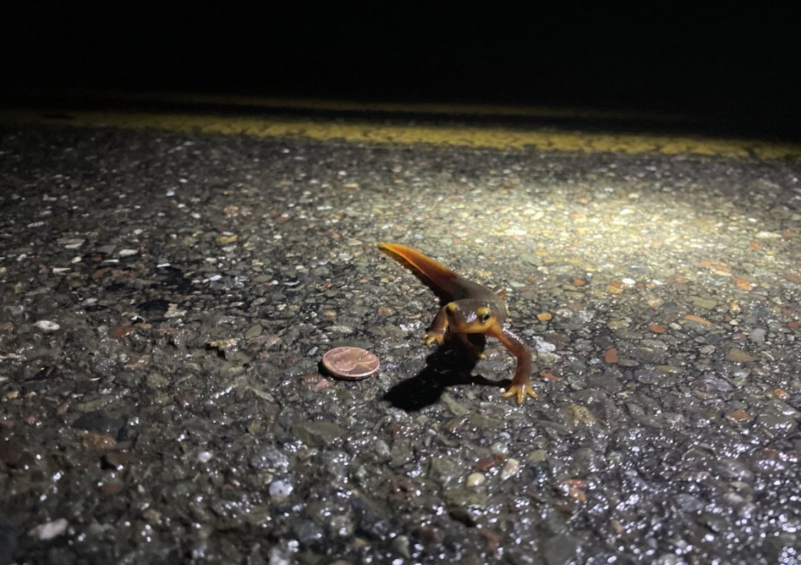 CVNewtBrigade's tweet photo. With a great storm rolling through Friday and this weekend, we had some NEWTY NIGHTS! Over 300 newts documented and saved! #biodiversity #rain #California https://t.co/m67ezcn0aO
