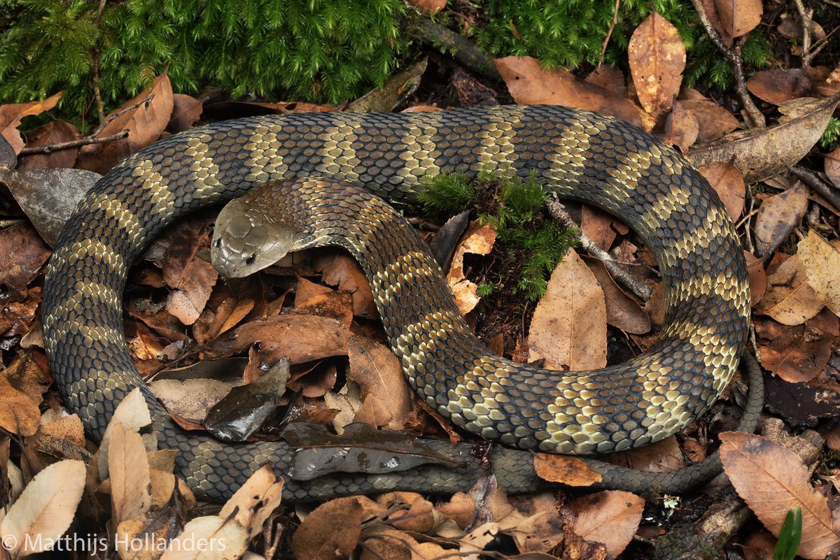 Tiger #snake from one of the local #Gondwana #rainforest reserves in northern NSW, Australia. I targeted this species for the better part of four years and finally struck gold yesterday. #wildoz