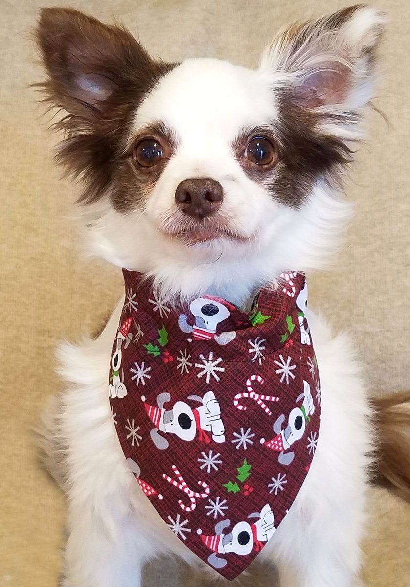CharliePawsUp's tweet photo. Me &amp; Mama supa bizzy cuttin &amp; sewin #Holiday Bandanas!
Santa, Snowman &amp; #Christmas Dogs Bandanas all available! Also #Hanukkah Bandanas and Rainbow Snowflakes Bandanas for #WinterSolstice!
🎄🕎⛄️
Store Link In Profile!
Please RETWEET😁♥️🐶
#dogsoftwitter #WinterIsComing #LoveWins https://t.co/q2PkYb0QL0