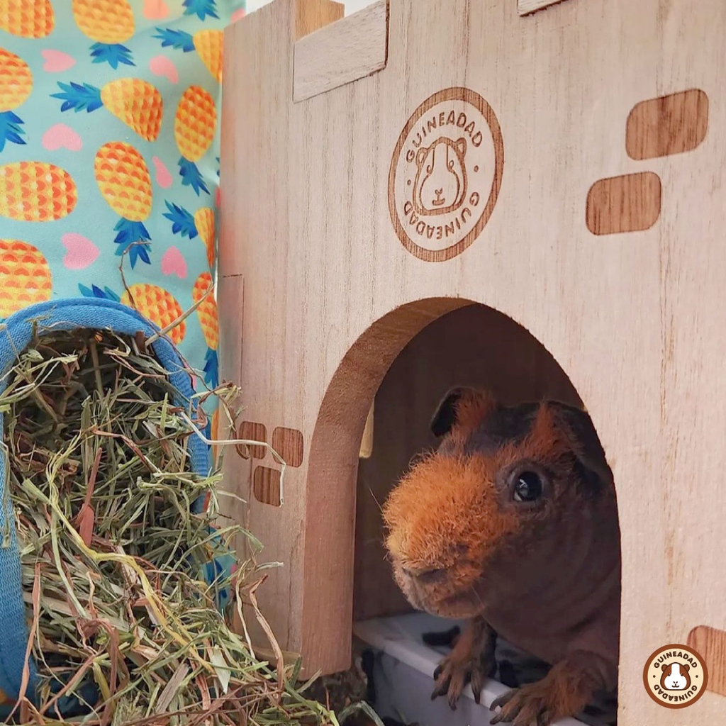 GuineaDad's tweet photo. Everyone look at our #GuineaDadModel of the week! Mozzie is absolutely one of the most gorgeous piggies we've ever seen!! @/mozzie.thehousehippo on IG!
🏰 Click the link to shop the GuineaDad Queen's Castle! https://t.co/3LHw35MLiS https://t.co/LVjxLvtjaR