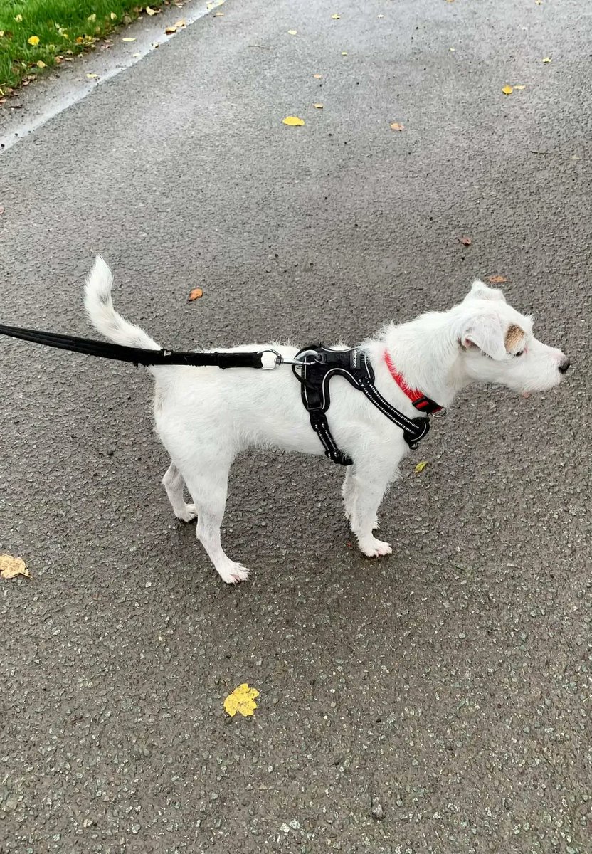 NWDogRescue's tweet photo. Sonny is a #TeamFFH dog in foster in Warrington. Sonny had a scare with an off lead dog which set back his journey and he now needs a furever owner experienced with scared reactive dogs. He will love you furever. https://t.co/ZnUyPpBCj3 https://t.co/Tkgty4oOra