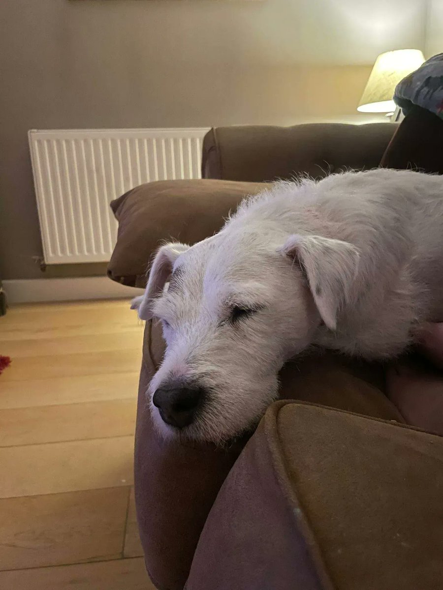 NWDogRescue's tweet photo. Sonny is a #TeamFFH dog in foster in Warrington. Sonny had a scare with an off lead dog which set back his journey and he now needs a furever owner experienced with scared reactive dogs. He will love you furever. https://t.co/ZnUyPpBCj3 https://t.co/Tkgty4oOra