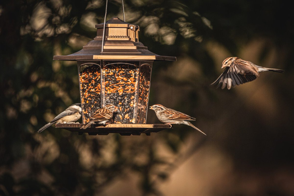 BirdWatchingMagazine on Twitter "Enter BirdWatching’s 2022 Backyard