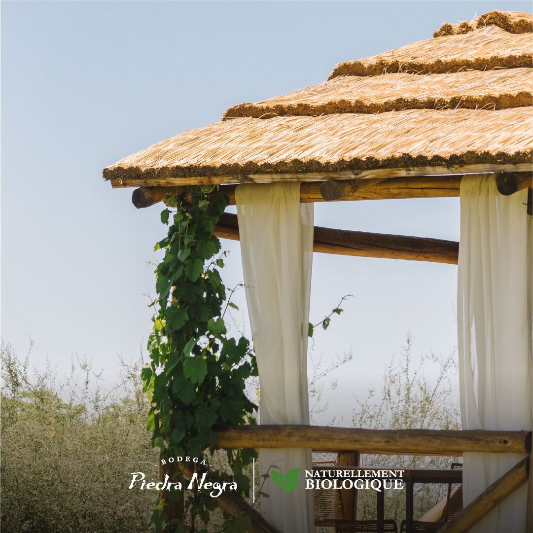 Te invitamos a vivir una auténtica experiencia gastronómica con los sabores de Chacayes.

Junto a Auténtico creamos un menú orgánico de 6 y 4 pasos, además de una opción de picnic, pensando en generar un viaje por los sentidos. 

🍃🍷 Reservas: autentico.ar/new-home/auten…