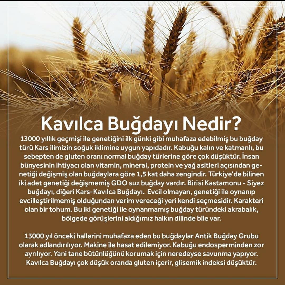 Kavılca Buğdayı Nedir?