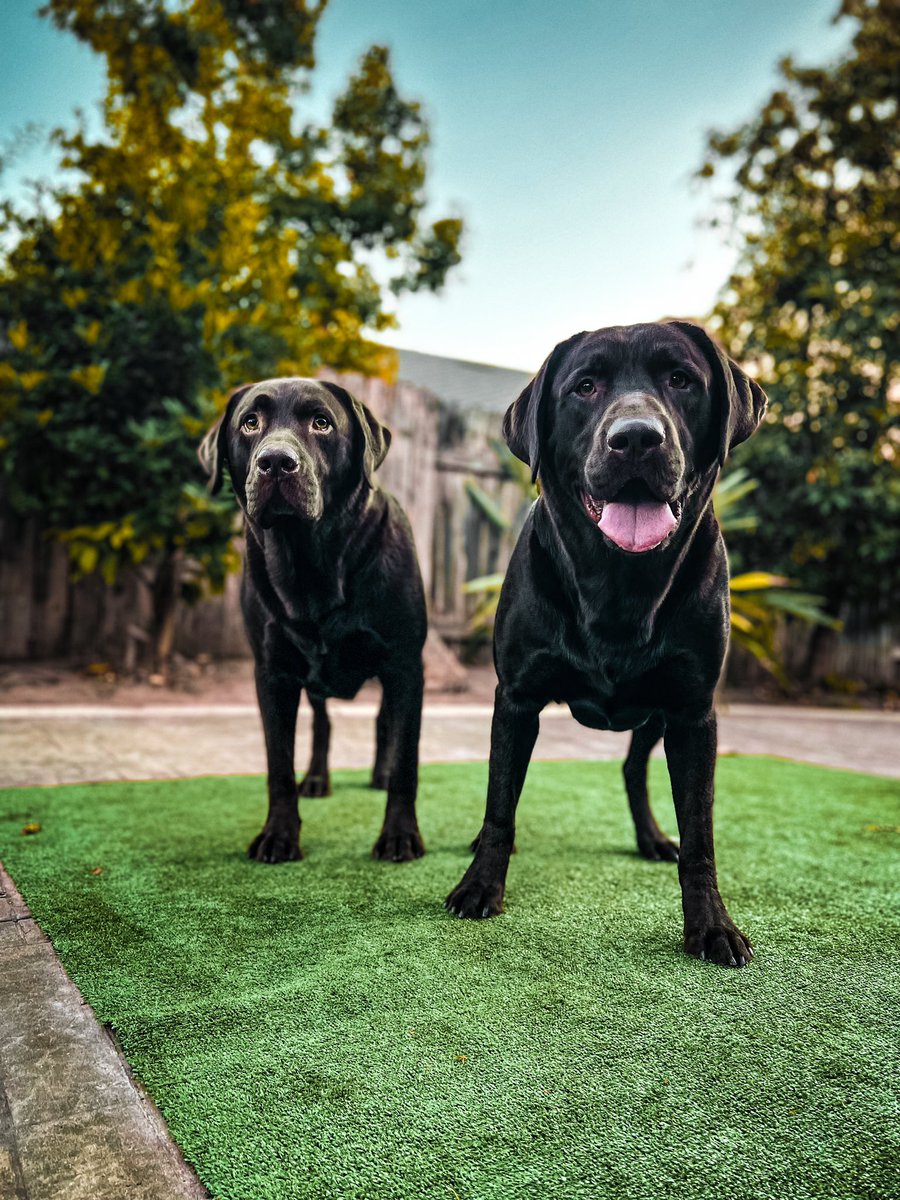 beeareayedee's tweet photo. Doggo’s https://t.co/XzXATAgzLL