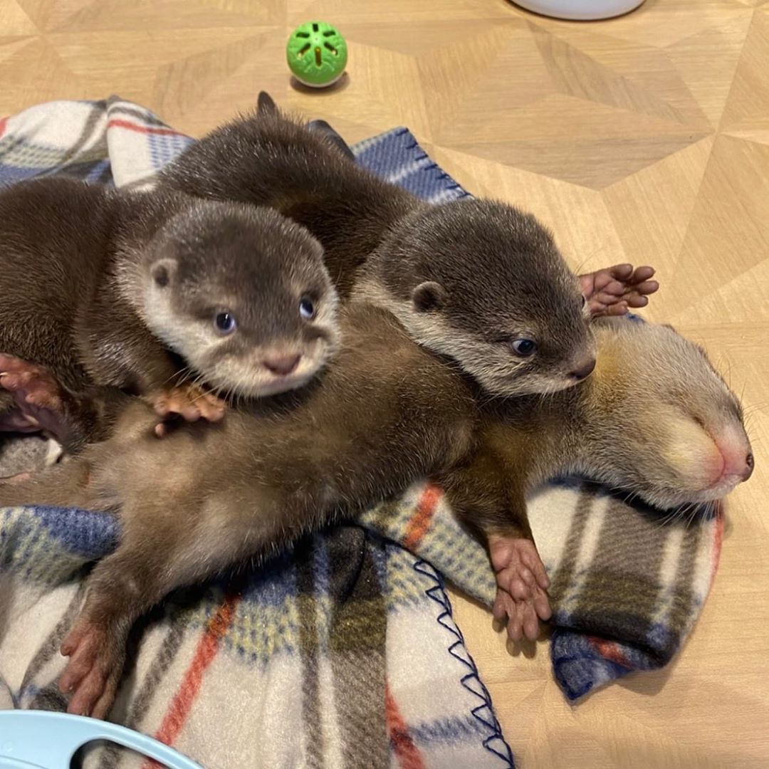 otteritarian's tweet photo. Recute down! I repeat, recute down! https://t.co/25vhlz21cJ