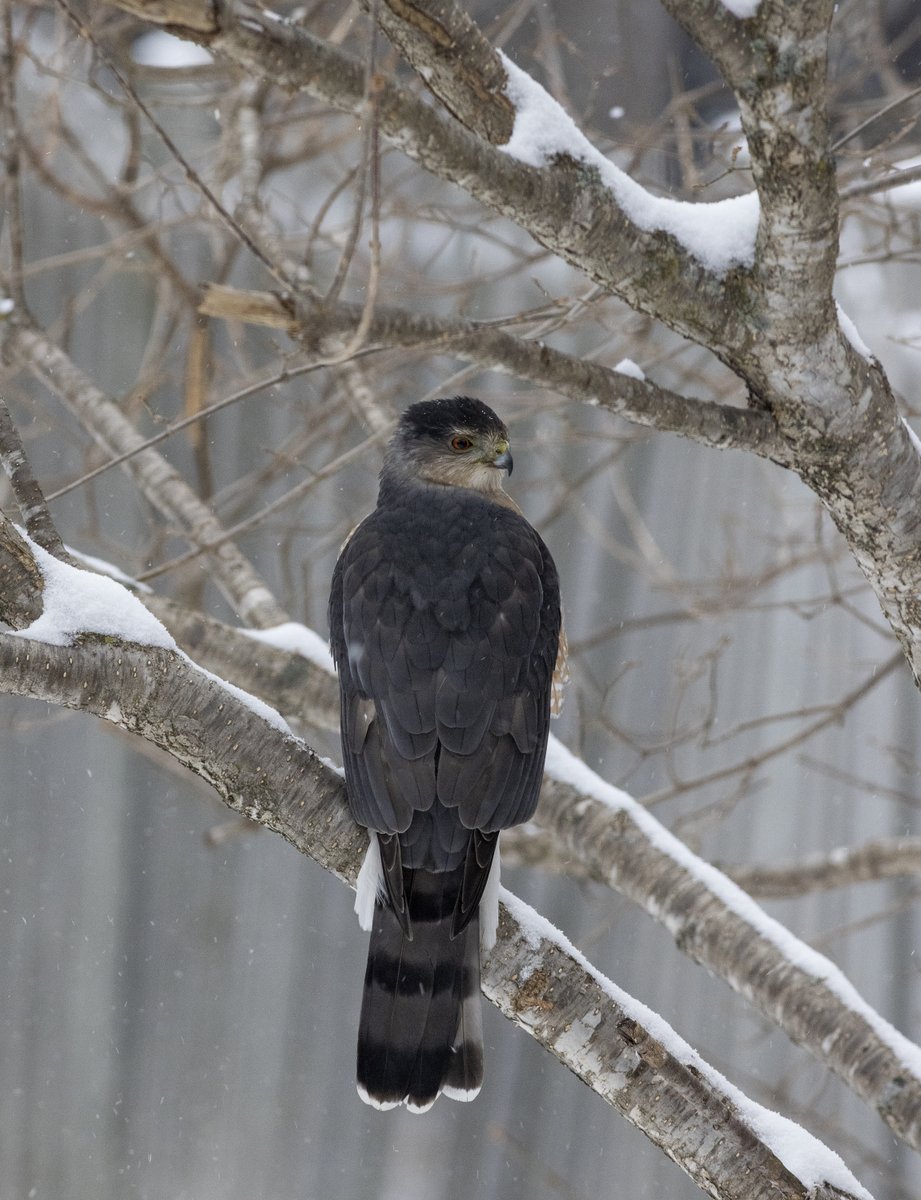 The_Fuzz74's tweet photo. Back yard visitor today.... #bird #birding #wildlife #coopershawk https://t.co/JVq9C9nsNS