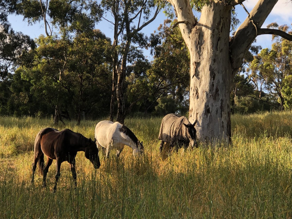 AileenCollier15's tweet photo. Morning #Nabrana #home #Equicentral #Equiculture https://t.co/XYQZqk6Gyx