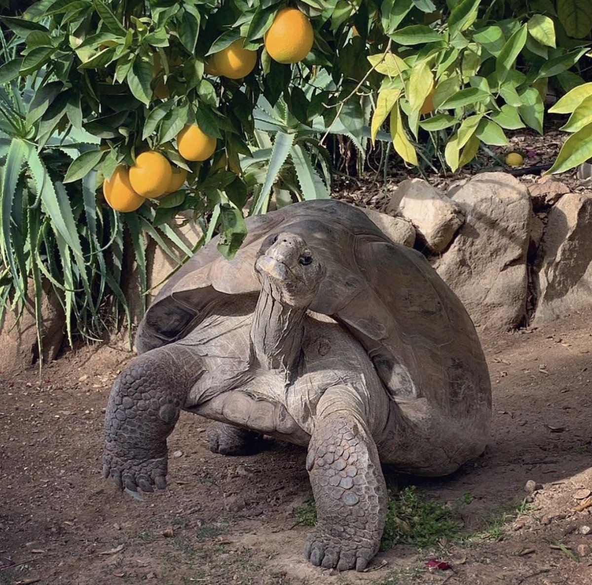 What are you wishing for this holiday season? Our turtles are excited to see what snacks they get in their stockings but we humans are dreaming of another year full of conservation work! Visit our website to contribute to the yearend fundraiser &amp; help make 2023 our best yet!