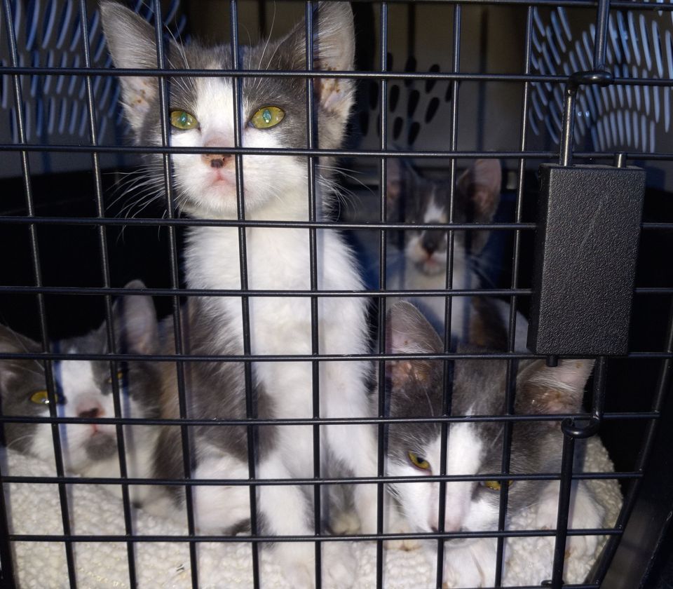 Sm_Twn_Com_Cats's tweet image. #Kitten wrangling at the Small Town Community Cats way station in Laramie. 7 in 2 #litters headed to our partner AFA in Fort Collins. Kevin transported kittens and took the pics. Put us on your Christmas giving list. Every $ helps us help the #cats.
smalltowncats.org/donate