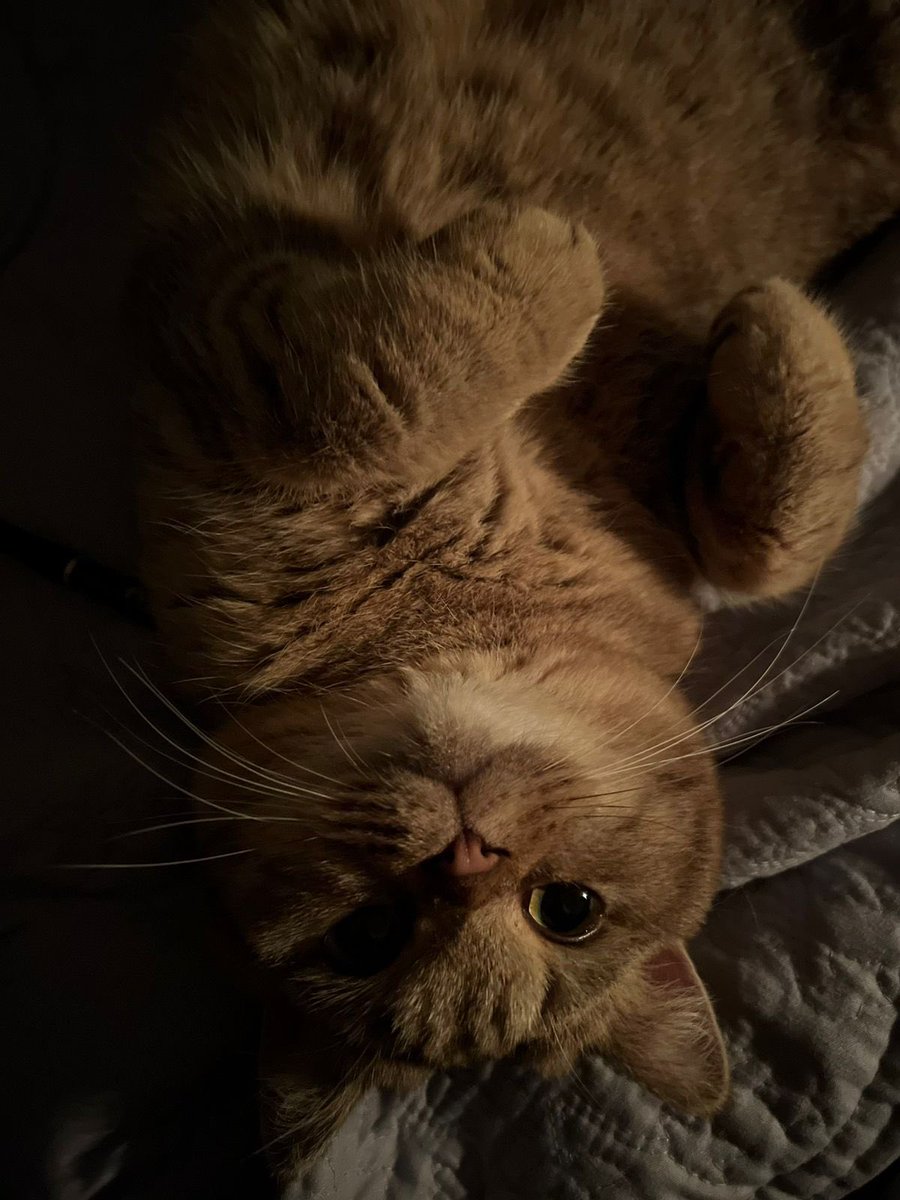 MsBulochka's tweet photo. Цьом всім😻 https://t.co/sydlH2pEil