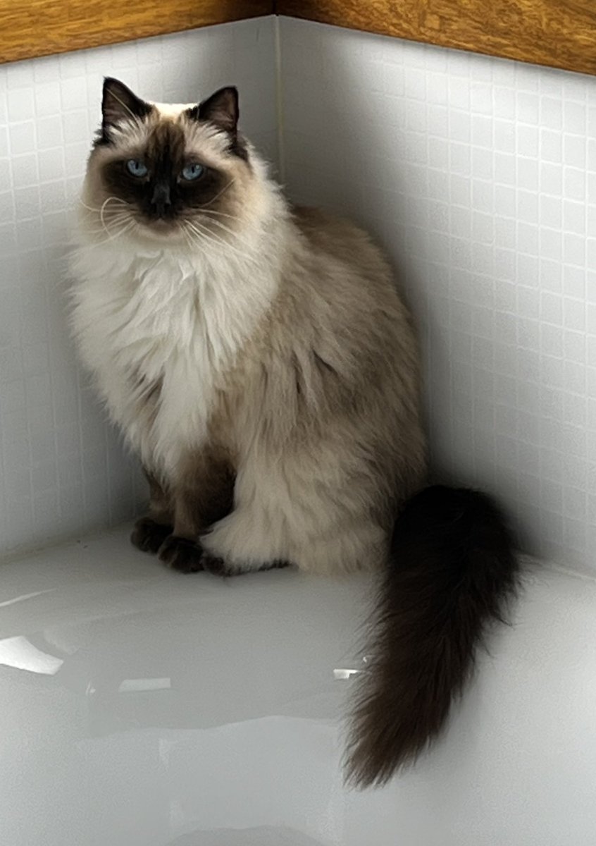 Keeping cool in the bathroom. It’s only 10:45am and already 33.4 degrees Celsius (92.12F) after days of high humidity and rain hehe😸😸🐾💙🐾 #CatsOfTwitter #RagdollCats #FloofyCats