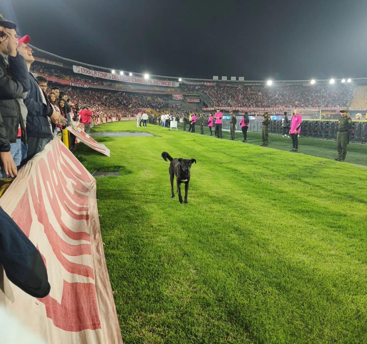 La_Sangreal's tweet photo. Este 🐶 nos ha dado más alegrías a los hinchas de @SantaFe que Mendez en toda su historia como presidente. https://t.co/RqEyjbL9cG