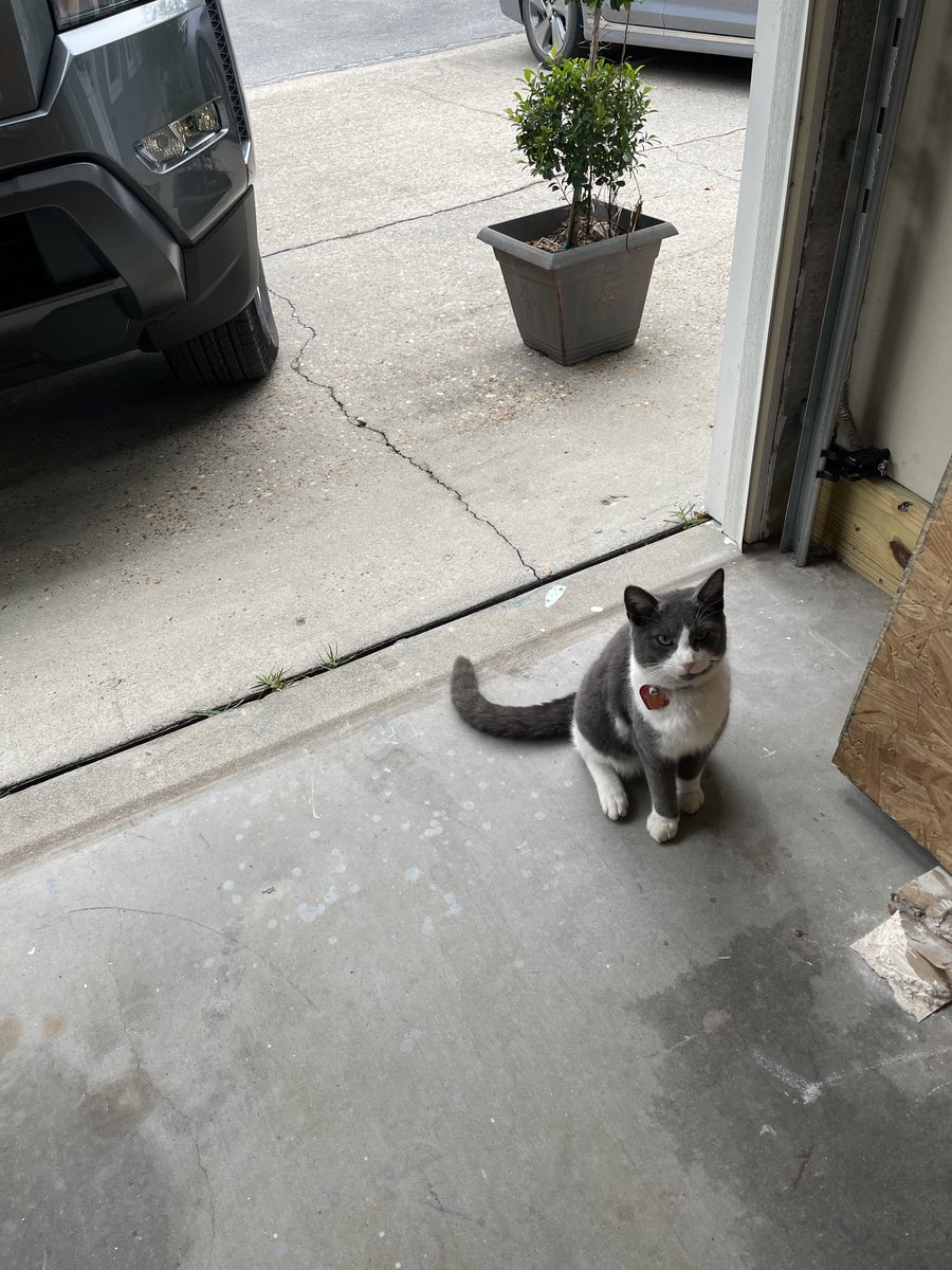 BrownieTurd's tweet photo. Mr Sprinkles is helping the hubby work. #SupervisorSprinkles #GetToWorkMeow #kittyturd https://t.co/gvCdPPnNDS