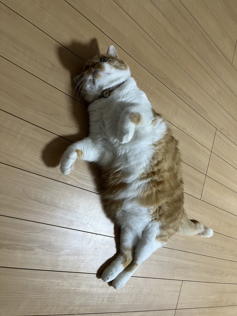 domoten37's tweet photo. 今日の行かないで。
#domoten37 
#ぱっぱちゃん
#保護猫
#猫部屋
#猫のいる暮らし
#猫のいる生活
#猫好きさんと繋がりたい
#茶トラ
#茶白 https://t.co/ywX8v0hBHm