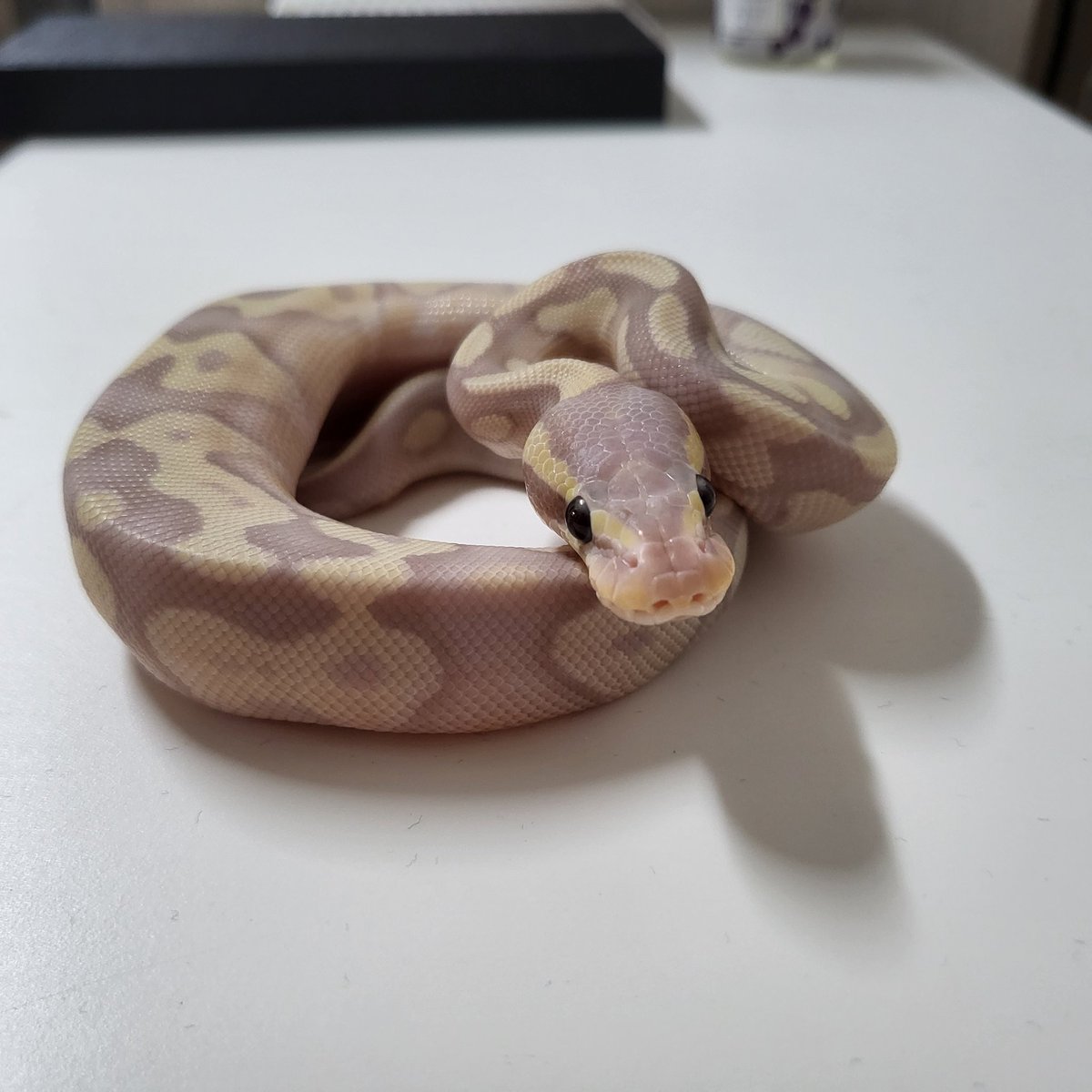 애기뱀들 분양합니다!
관심있으시면 문의주세요😃
볼파이톤 베이비 분양 : 네이버 카페
 - naver.me/5UGrWJIl