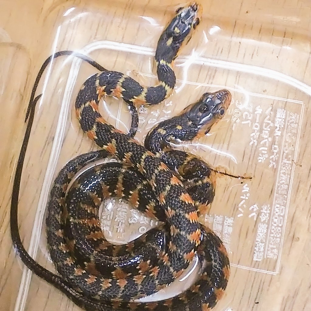 フロリダミズベヘビ・ハイカラー(Nerodia.f.pictiventri) 国内CB22