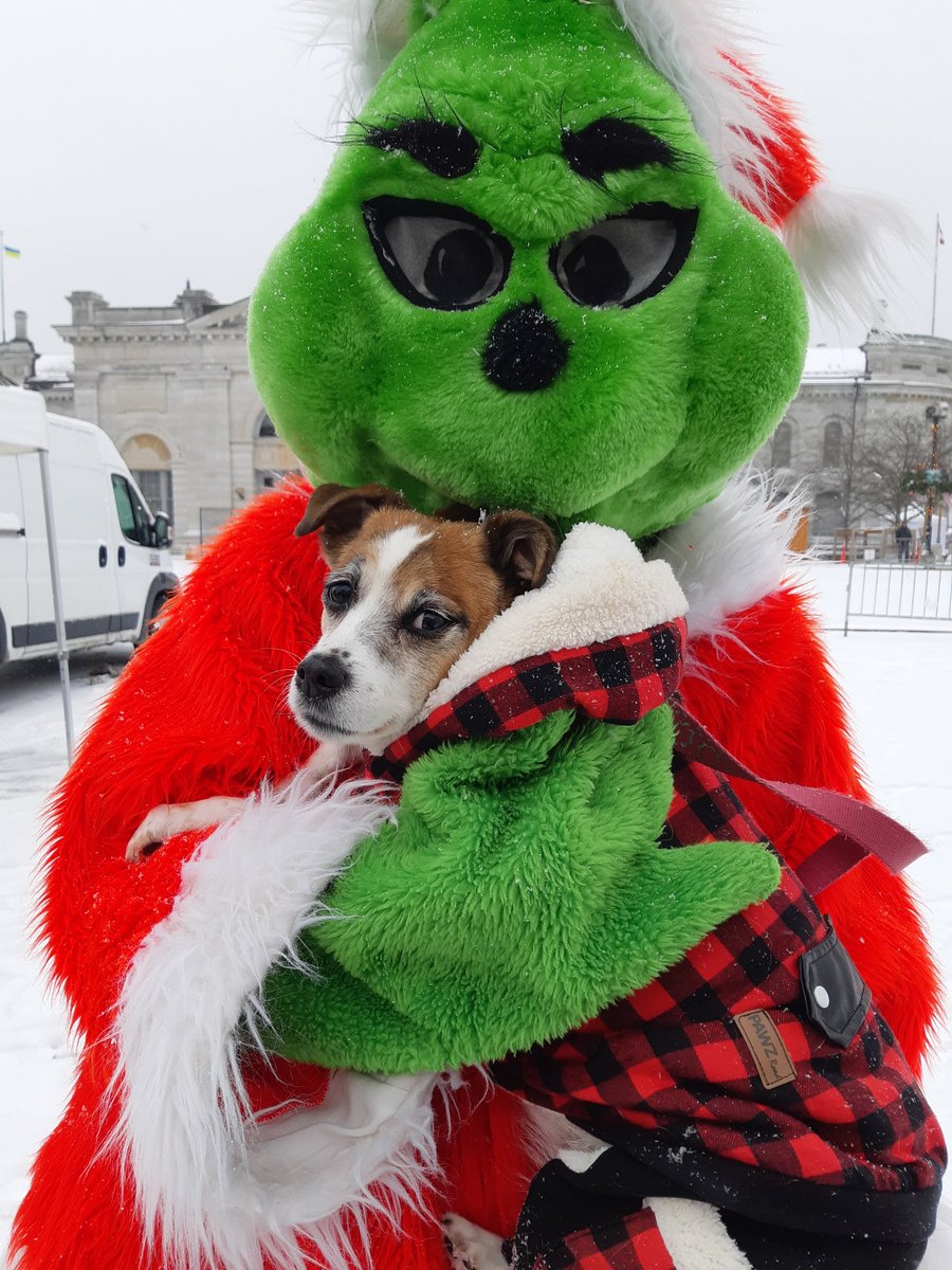 cybernag66's tweet photo. Grinch has a new Max. #downtownkingston #ygk #dogsoftwitter https://t.co/74JCdz45pO