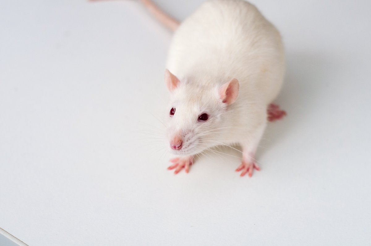 Come work with us at NKU! Do you or someone you know want to work as a Laboratory Animal Care Technician? We're hiring for a full-time employee with benefits to support our animal research in a busy, dynamic animal care facility. 

Apply here: jobs.nku.edu/postings/12583