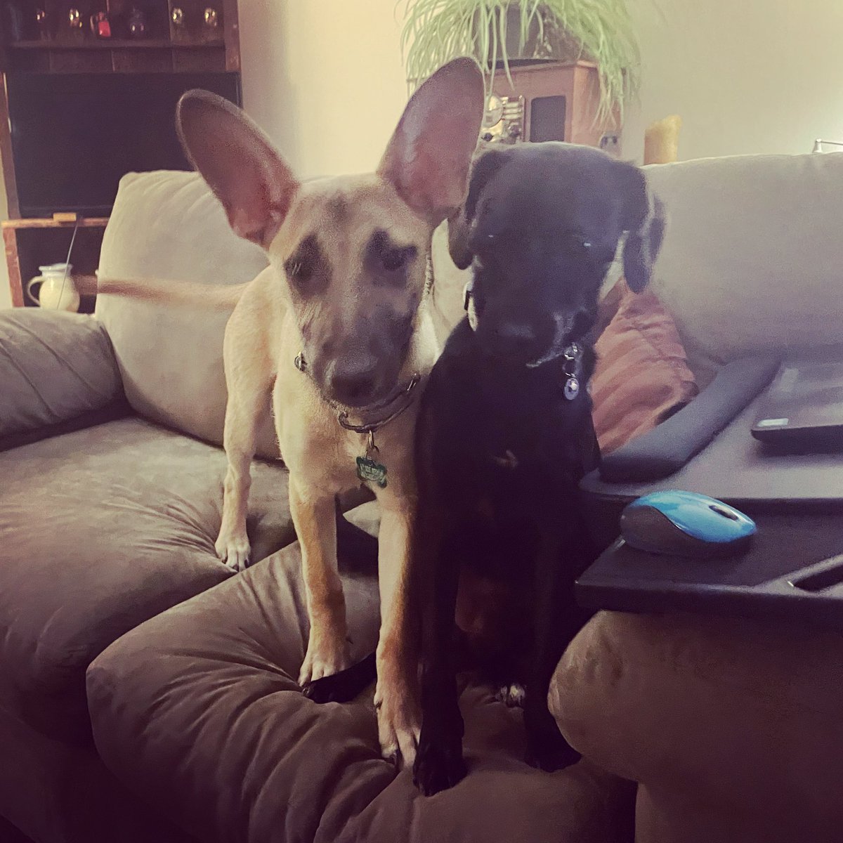 Daisy’s new bestie, Puppy Max, has kept her from finishing grading student assignments for me. 😍