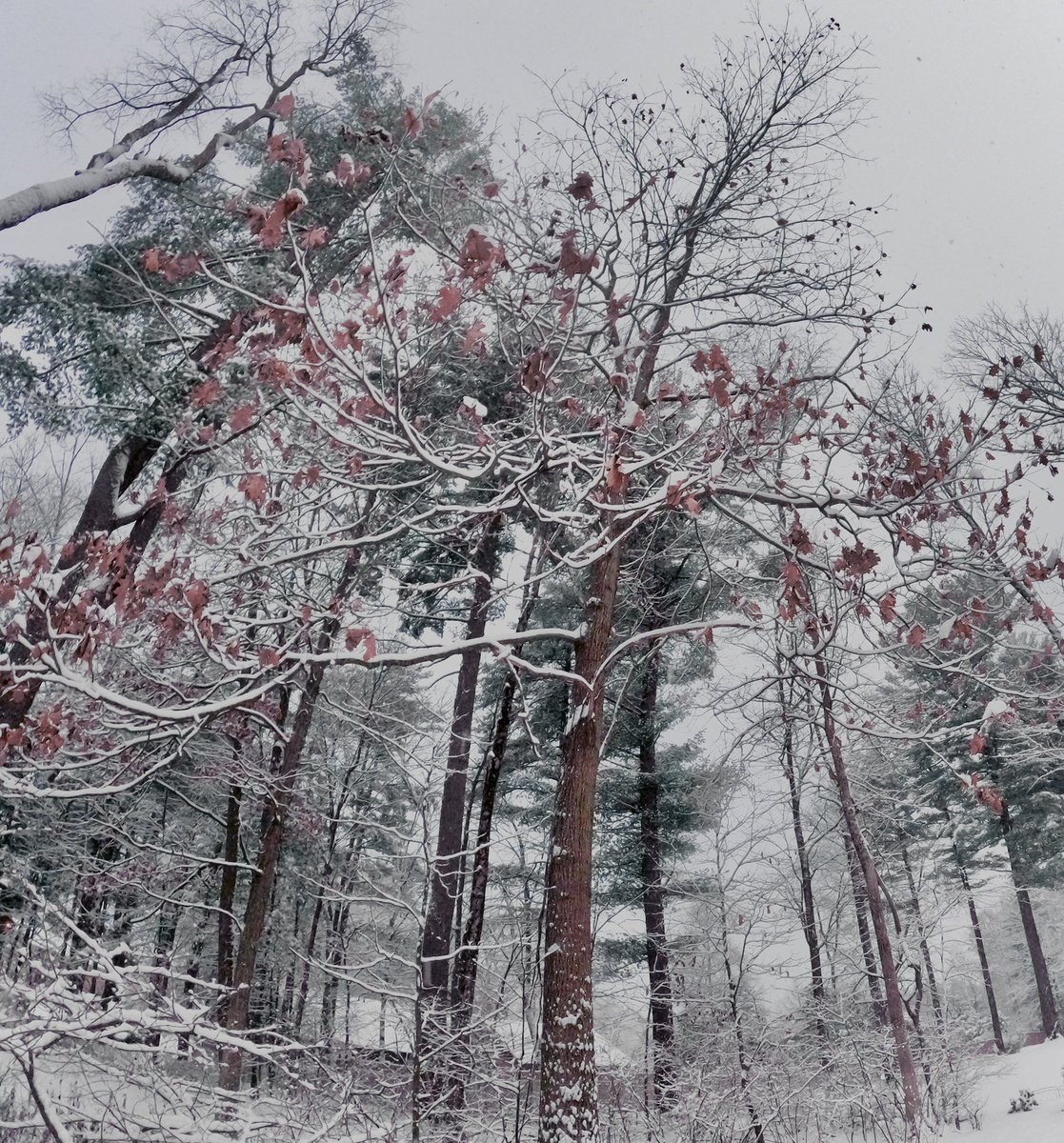 j_mednikoff's tweet photo. snow today!🙀
#snowfiles #UpstateNY #albany #winter https://t.co/LxW3CHN5Ko