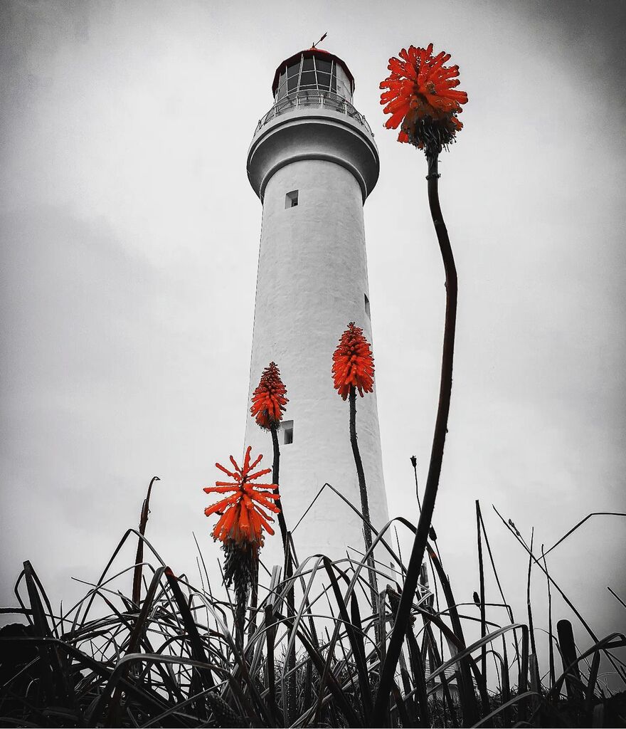 SashaSkobby's tweet photo. Have you ever?
Ever felt like this?

#lighthouse #roundTheTwist

#cliff #RoadTrip #GreatOceanRoad #Otways #Melbourne #Victoria #Australia #anglesea #aireysinlet #lorne

#ocean #hiking #getaway #holiday #vacation #Plant #nature #life https://t.co/lKAXSnTvvi