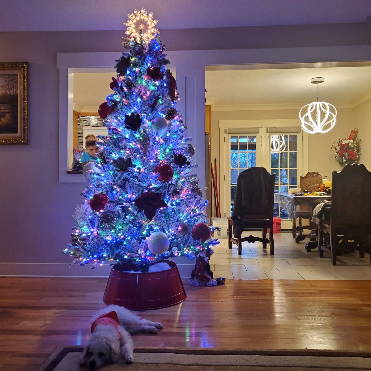 0xDegenApe's tweet image. Tree is up, I am officially allowed to eat and drink all I want till it comes down. 😜