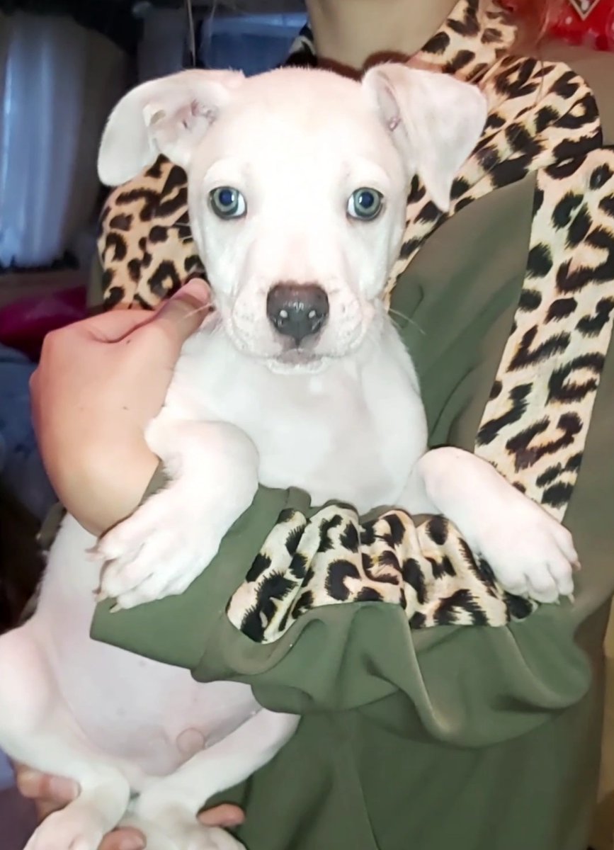 How is it I can't find a home? #DogsofTwittter #dogs #puppy